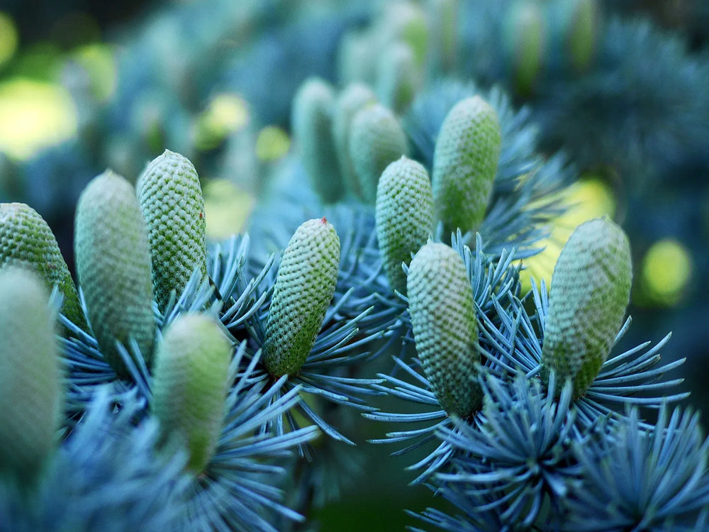Cedar Salad — Clean cedar with subtle warmth